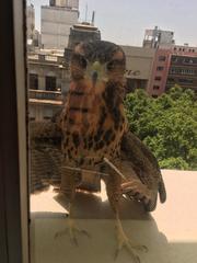 Parabuteo unicinctus