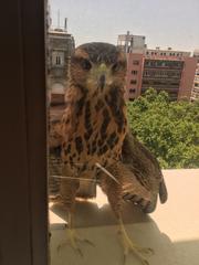 Parabuteo unicinctus