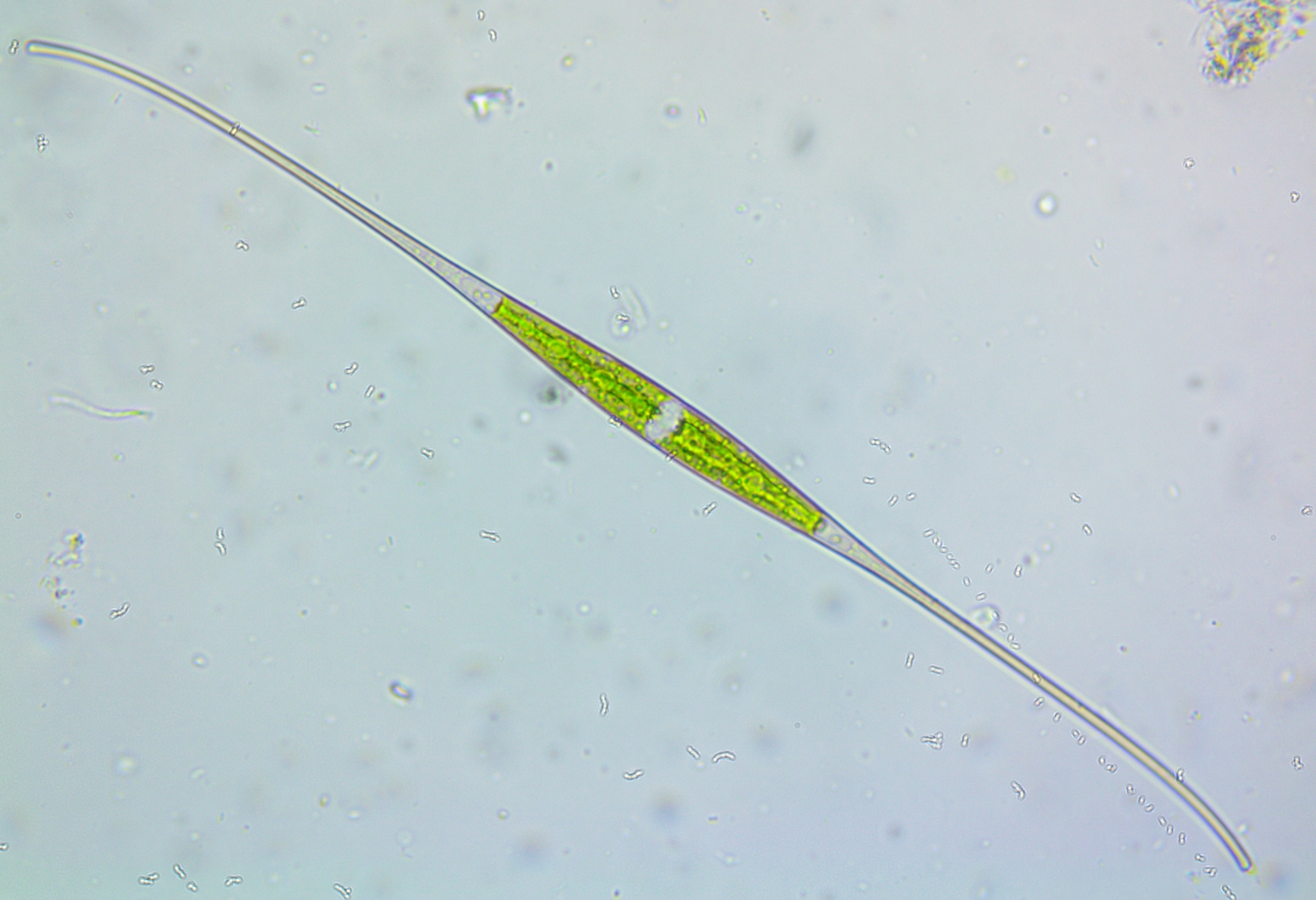 Closterium setaceum