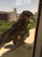 Parabuteo unicinctus