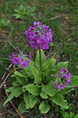 Primula bulleyana, photograph 1