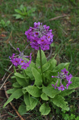 Primula bulleyana, photograph (c) Ryan McMinds, some rights reserved (CC BY)