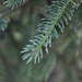 Likiang Spruce - Photo (c) Ryan McMinds, some rights reserved (CC BY)