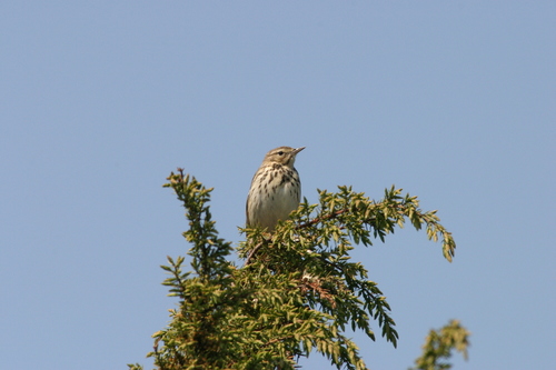 Anthus trivialis