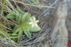Hypoxis parvula