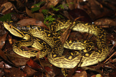Protobothrops flavoviridis