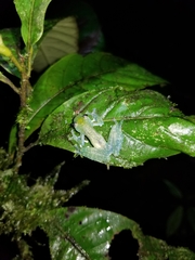 Cochranella mache