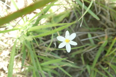 Hypoxis parvula