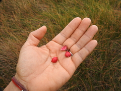 Paullinia sessiliflora