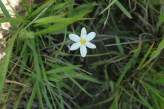 Hypoxis parvula