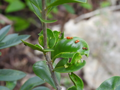 Paullinia sessiliflora