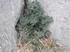 Euphorbia berteroana