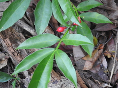 Paullinia sessiliflora