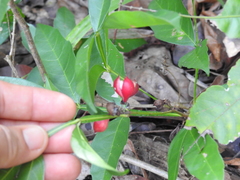 Paullinia sessiliflora