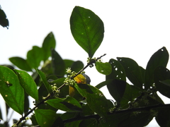 Paullinia sessiliflora