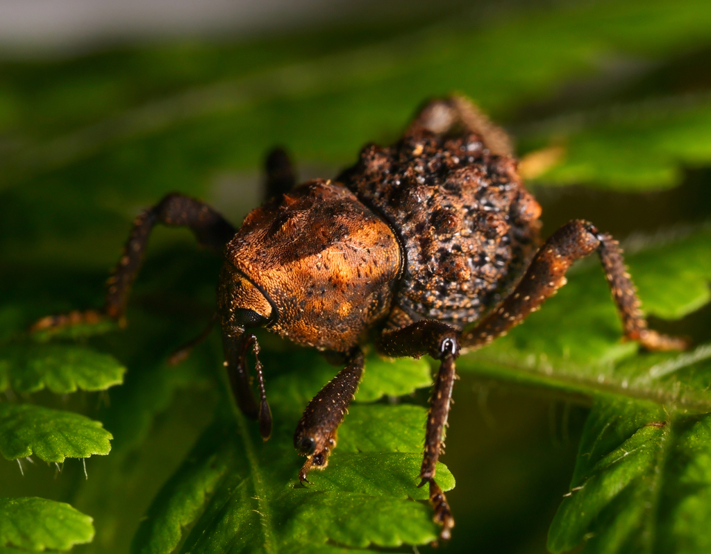 Tylodinus planicollis