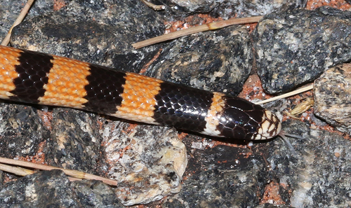 Northern Desert Banded Snake sighting