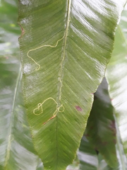 Phytomyza scolopendri