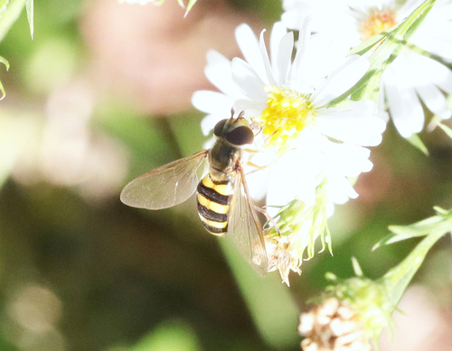 Unknown species found near Oak Ridge, TN, USA