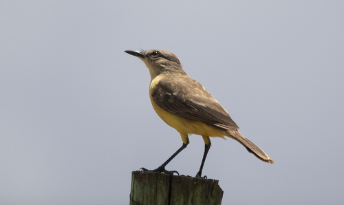 Machetornis rixosa rixosa