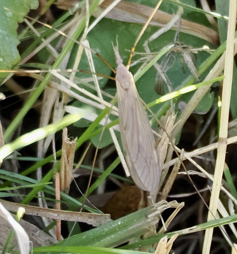 Unknown species found near Maryville, TN, USA