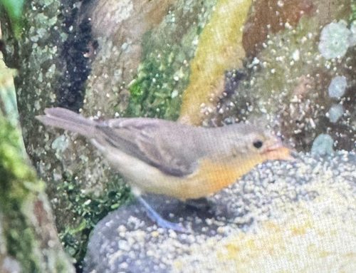 Crimson-breasted Finch (Rhodospingus cruentus), photo 6