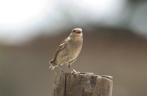 House Sparrow