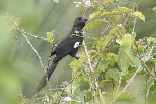 Smooth-billed Ani
