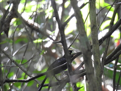 Amblycercus holosericeus