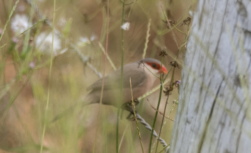 Common Waxbill