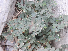 Euphorbia berteroana