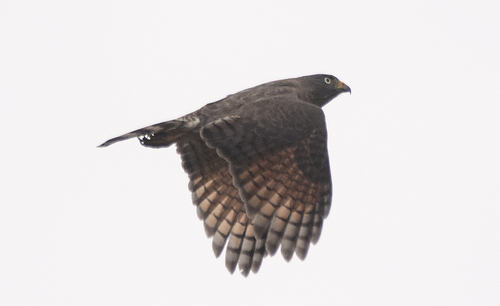 Rupornis magnirostris nattereri