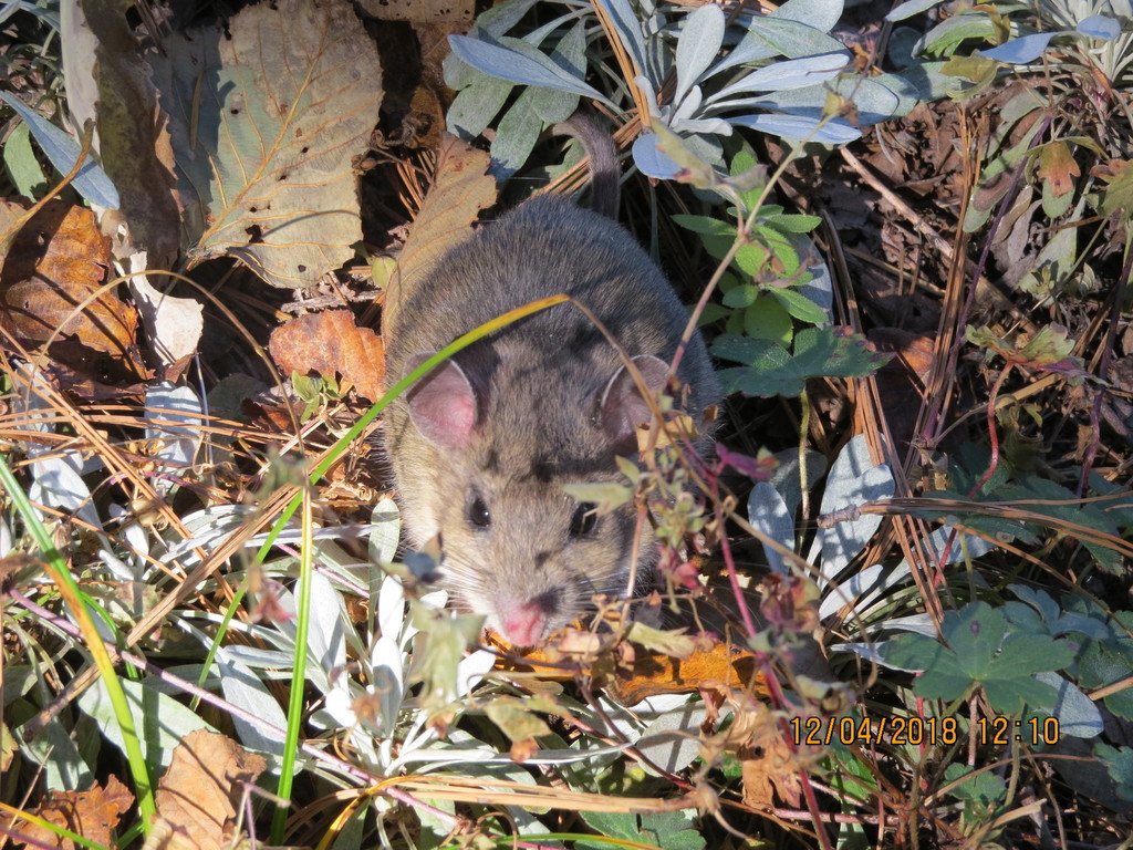 Mexican Woodrat from Cerro Mohinora, Chihuahua, Mexico on December 4 ...