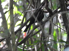 Amblycercus holosericeus