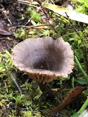 Agaricomycetes