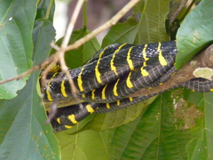 Boiga dendrophila