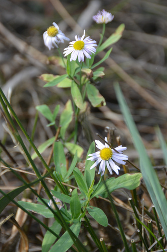 false aster (Boltonia asteroides)