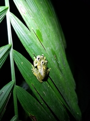 Sachatamia albomaculata