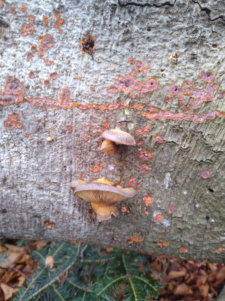 Sarcomyxa serotina · November 2025 · photo: © gadzina (iNaturalist, cc-by-nc)