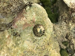 Cellana radians