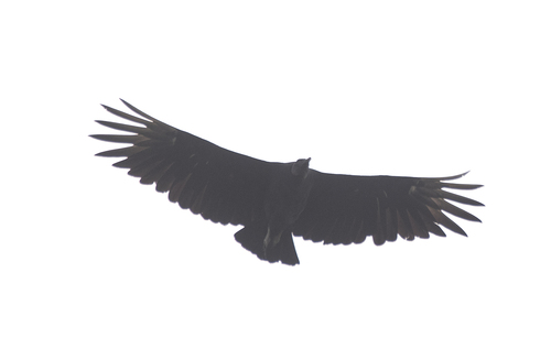 Neotropical Black Vulture