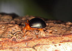 Corynomalus nigripennis