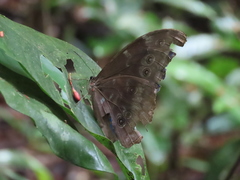 Morpho menelaus amathonte
