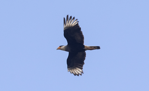Crested Caracara