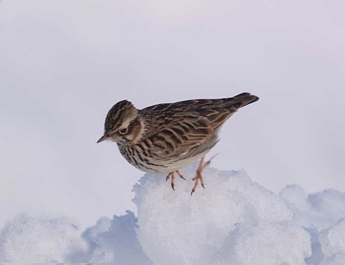 Woodlark