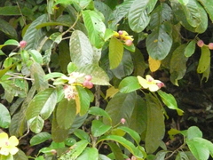 Dillenia excelsa