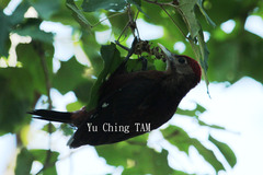 Dendrocopos noguchii