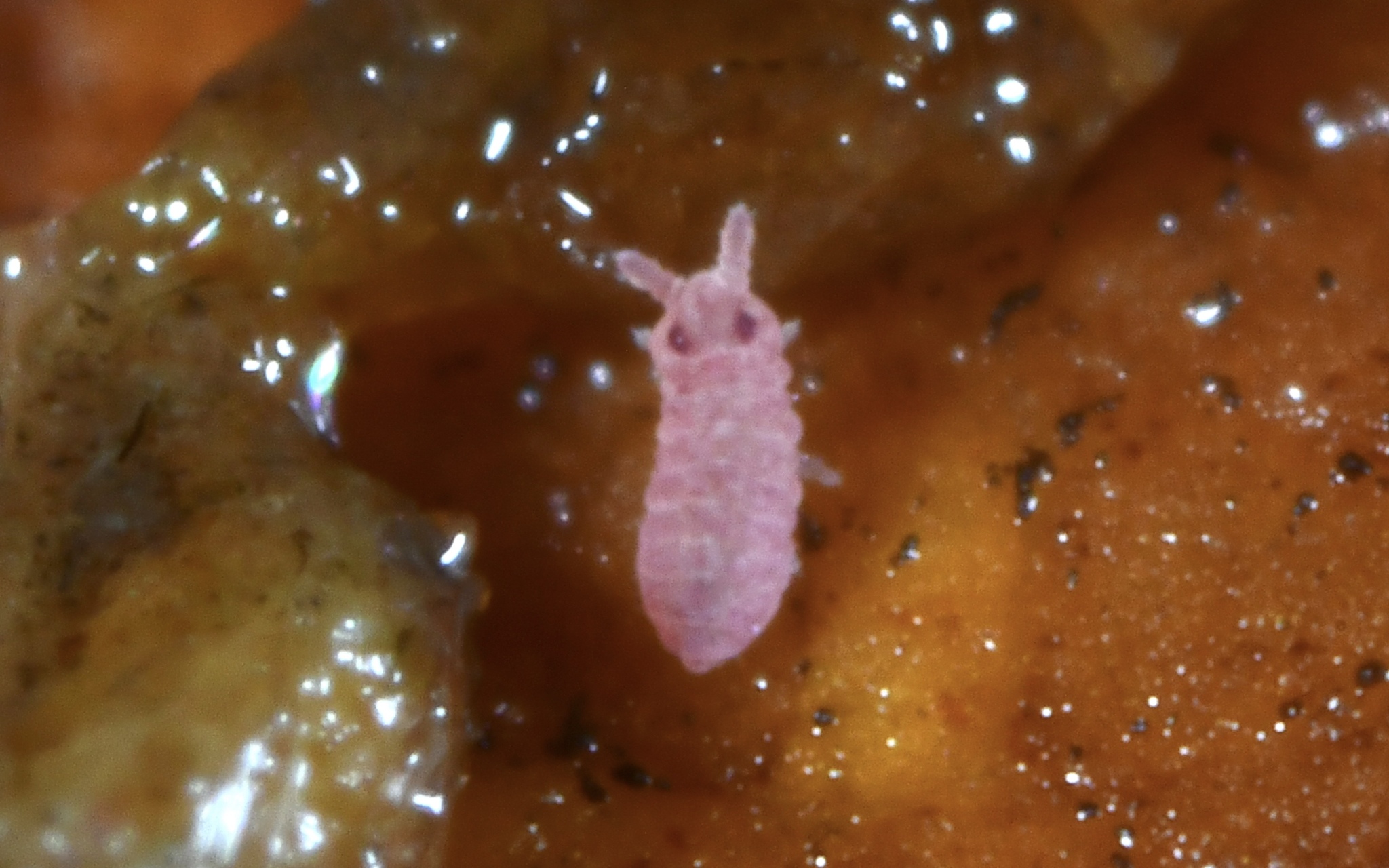 Brachystomella parvula (Schäffer, 1896)