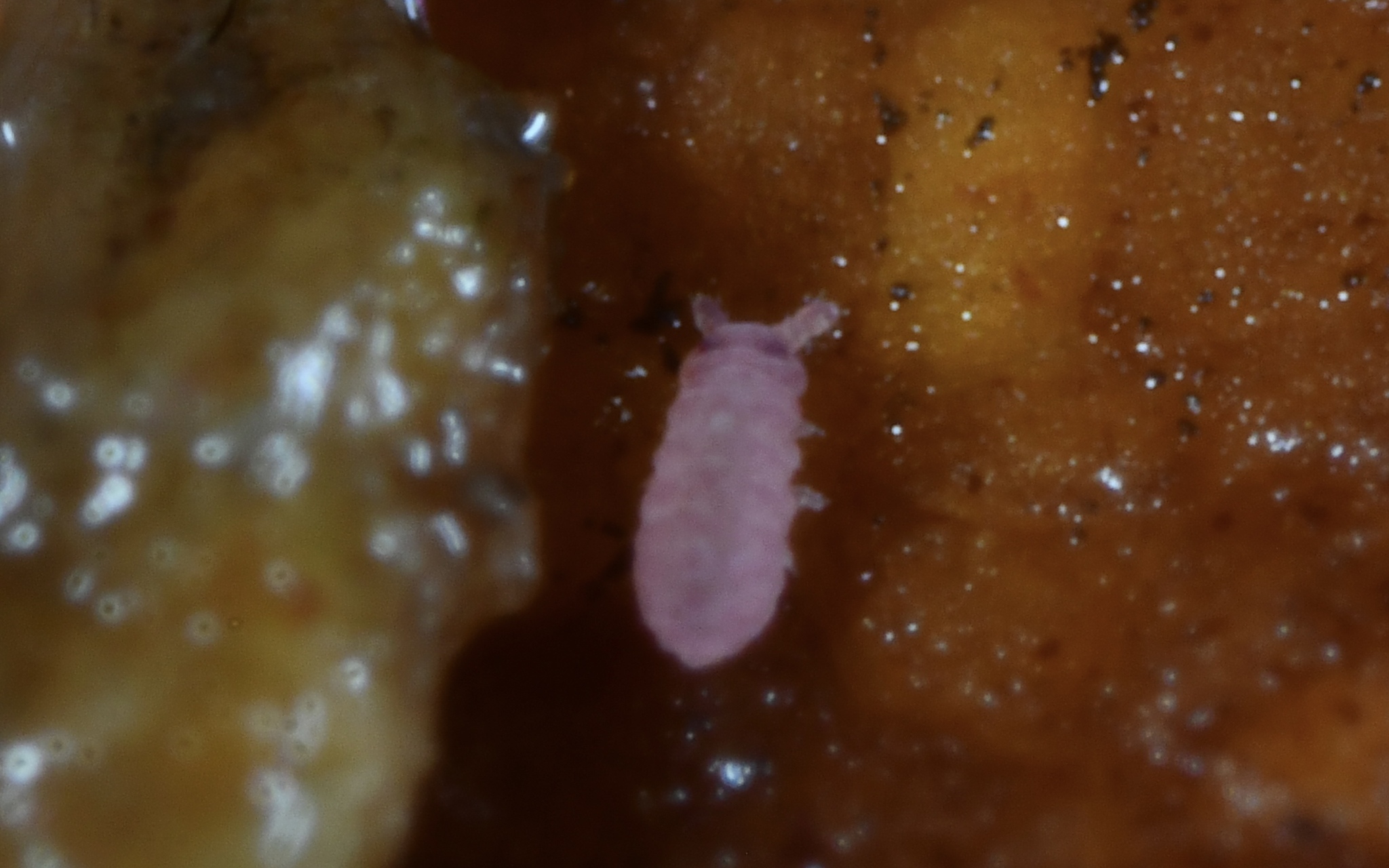 Brachystomella parvula (Schäffer, 1896)