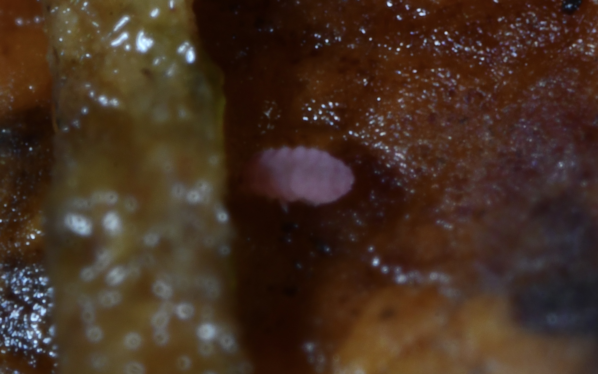 Brachystomella parvula (Schäffer, 1896)